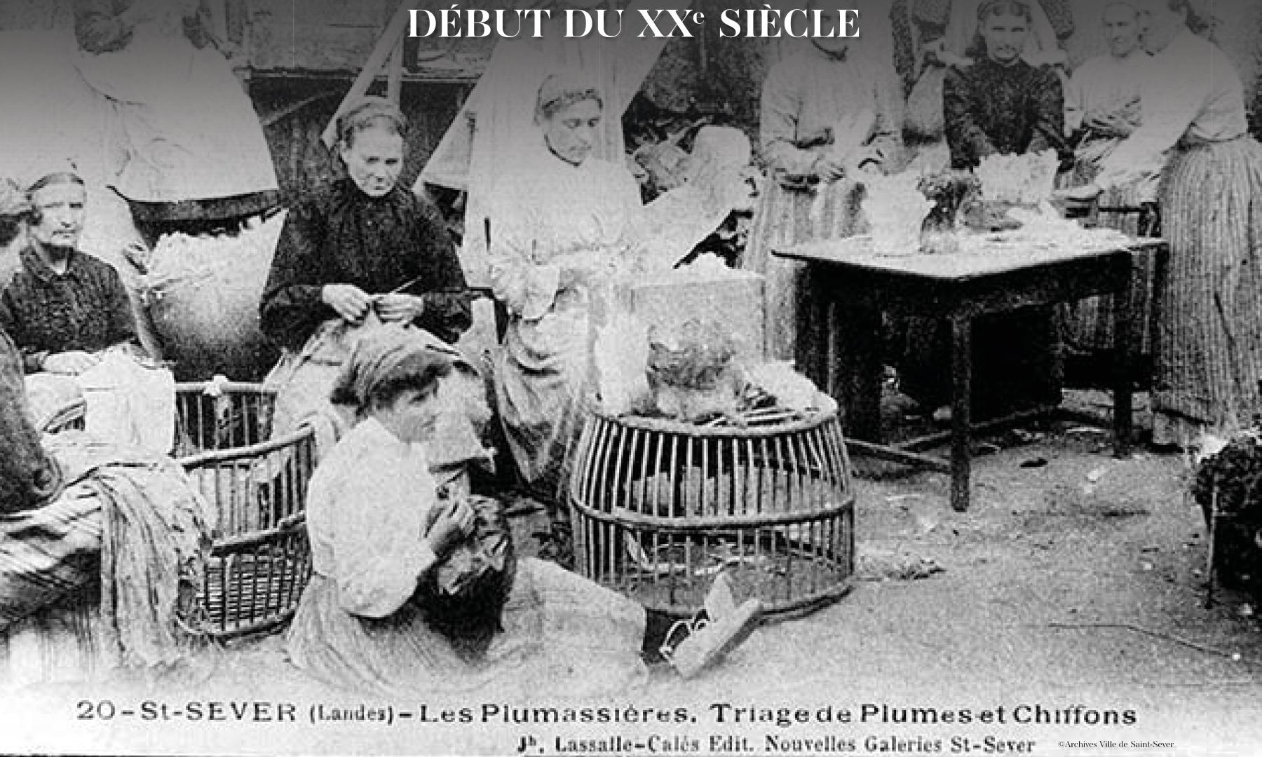 Panneau 4 les plumassières.jpg